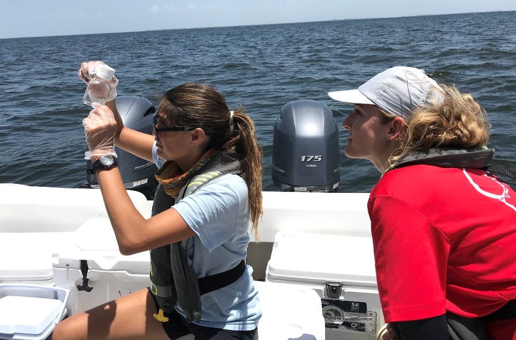 Macroalgae Monitoring for Water Quality Insights Expands to Sarasota and Manatee Counties