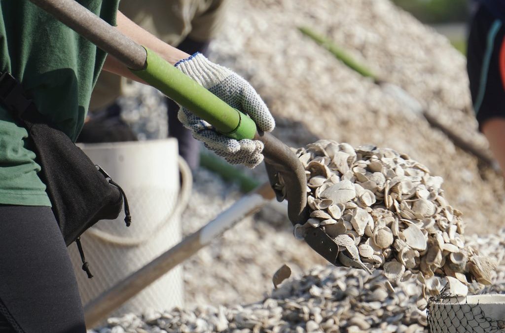 Innovative Oyster Restoration Efforts Enhance Sarasota Bay and Manatee River Habitats