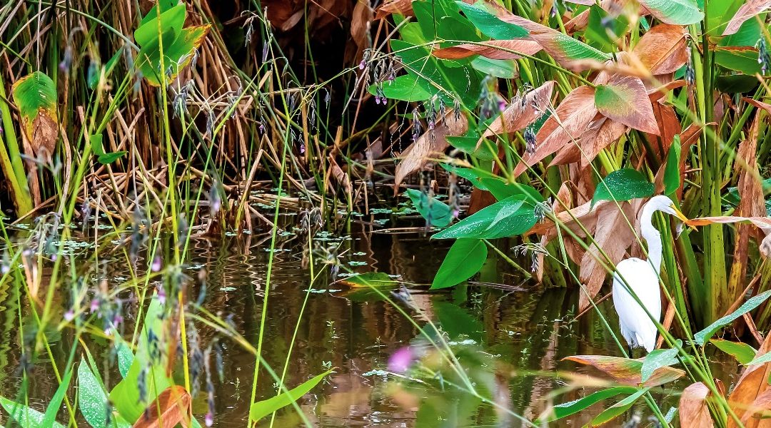 Strategic Plans to Improve Water Quality In Local Waterways Are Published and Initiated