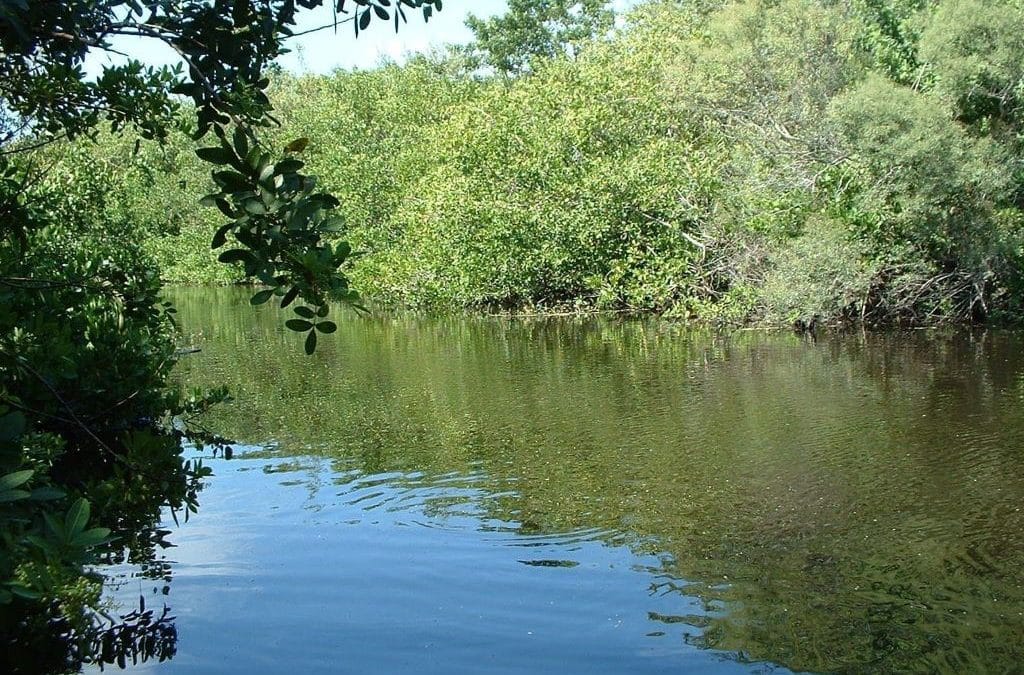 Shoreline Restorations Enhance Water Quality and Habitat at Warm Mineral Springs and Alligator Creek